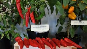 ИНТЕРЕСНЫЕ СОРТА ПЕРЦЕВ. ВЫСТАВКА 2018