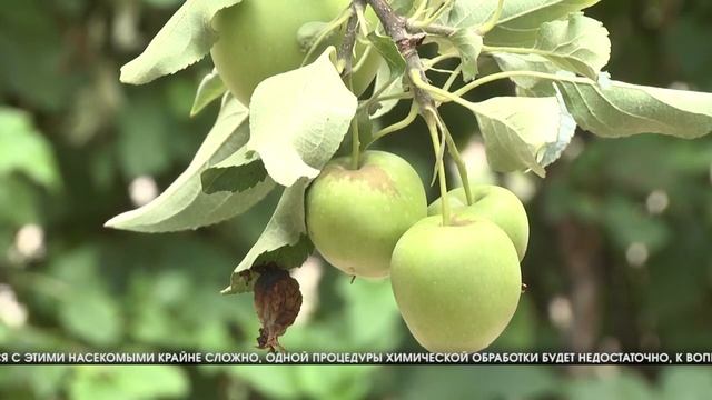 СЮЖЕТ БАБОЧКИ ПЛОДОЖОРКИ смотреть онлайн