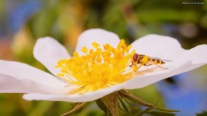 САМАЯ КРАСИВАЯ МУЗЫКА ДЛЯ ДУШИ! Одна из самых красивых и волшебных песен о любви! Красивые пейзажи