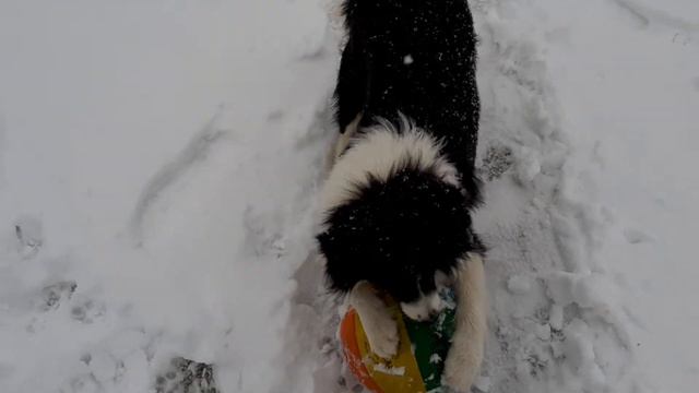 Бордер колли вратарь. смотреть онлайн