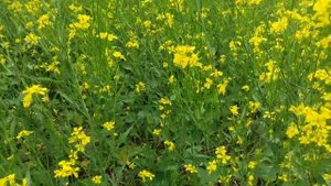 Выращивание  горчицы  желтой.  No-till 25.06.2017. Предшественник пшеница озимая