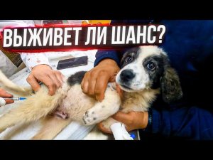 Последнее видео с лечением Шани.
