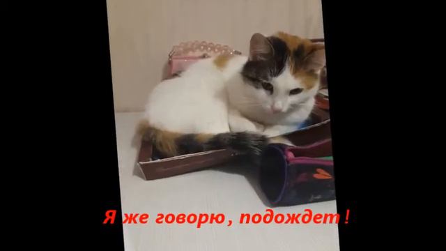 Мой любимый питомец) смотреть онлайн