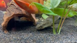 Полиптерус Дельгези (Polypterus delhezi)