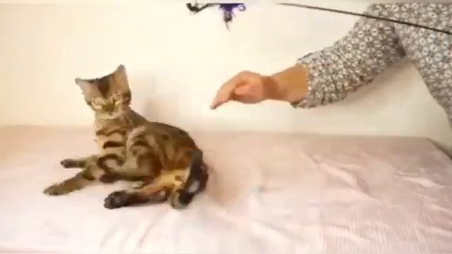 Питомник бенгальский кошек ДОМАШНИЙ ЛЕОПАРД. Кошка Bessi