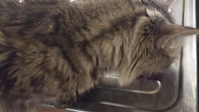 Удивительные животные. Кошка есть свеклу смотреть онлайн