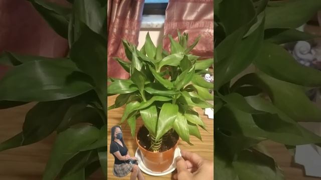 Lucky Bamboo plant also known as Dracaena Sanderiana смотреть онлайн