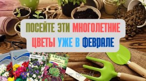 Посейте эти многолетние цветы в феврале?