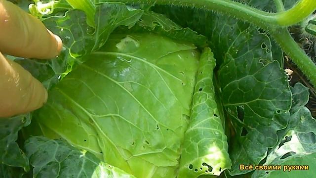 Самая Лучшая,Урожайная Капуста Сорт Слава.Без Проигрышный Сорт Капусты. смотреть онлайн