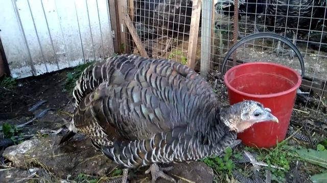 Индюшка изгой. Стая индюков обижают одну свою индюшку. смотреть онлайн