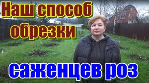 Подготовка и обрезка роз к зиме