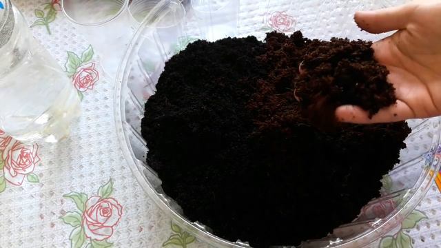 Петунии .Пикировка!(09.03.17) смотреть онлайн