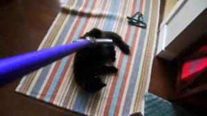 Пропылесосили кота