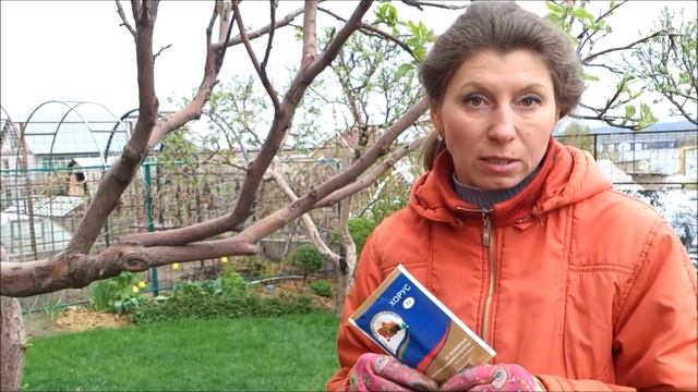 Чем обработать плодовые деревья весной от вредителей и болезней. 23 Весна. смотреть онлайн