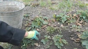 Клубника весной Уход за садовой земляникой