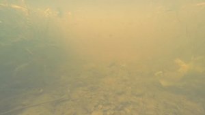 Природа России. Гаврилов-Ям, ярославская обл. река, перекат, лес, красота природы. 俄罗斯的性质