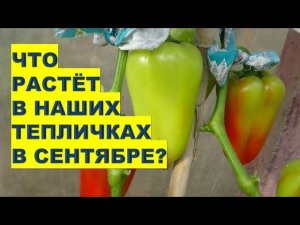 Перчики в бантах, редис, огурцы и томаты растут в сентябреAdvantages of a greenhouse for growing veg