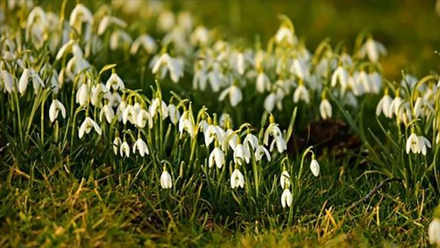Весна. Красивые подснежники. смотреть онлайн