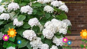 Гортензия крупнолистная Эндлес зе брайд. Краткий обзор hydrangea macrophylla Endless The Bride