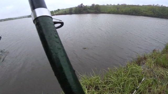 РЫБАЛКА.ЗЕРКАЛЬНЫЙ КАРП НА ПЛАТНИКЕ. смотреть онлайн