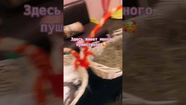 приходи гладить Джордана 🐰🥰 #зайкафе #декоративныйкролик #кафесживотными #антикафемосква