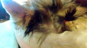 Как приучить собаку к лотку