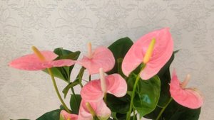 Цветы Вместе - Антуриум Свит Лени Anthurium Sweet Leny 17/60