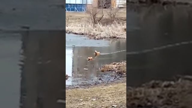 Дикие утки в городе огарь