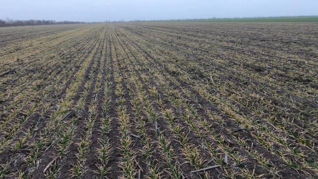 Ячмень Луран - ранний посев, состояние после морозов -18 на 08,02,21 смотреть онлайн