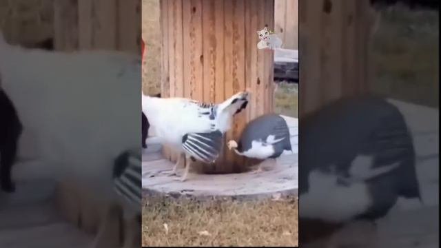 ЗАБАВНЫЕ ЖИВОТНЫЕ