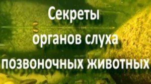 Секреты органов слуха позвоночных животных