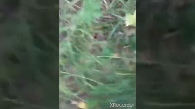 два подберезовика!