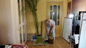 Это открытие перевернуло мои представления! Финиковая пальма.