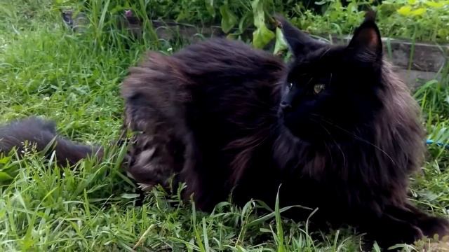 Бабушке отдали старого больного мейн-куна. Но никто не ожидал, что сделает кот со старушкой смотреть онлайн