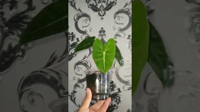 Алоказия Мишольц #алоказия #алоказиямишольц#обзоралоказий