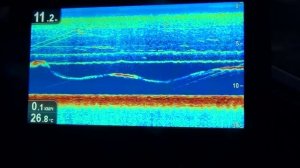 Квок vs сом на эхолоте.
