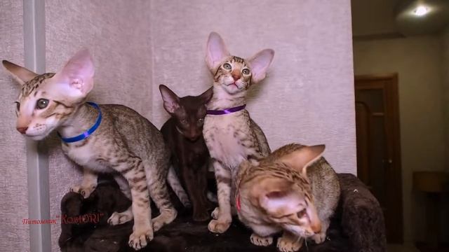 котята ориентальные