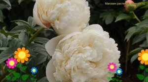 Пион молочноцветковый Колонел Оуэн Касинс. Краткий обзор paeonia lactiflora Colonel Owen Cousins