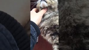 Опухоль у кошки исчезла 100%.