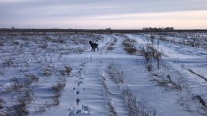 Походные защитные гамаши. Прогулка с собакой по глубокому снегу.