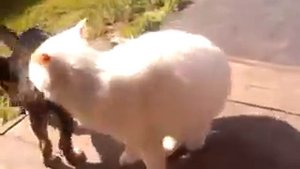 Той-терьер щенок 3 месяца