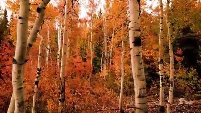 День пожилого человека.