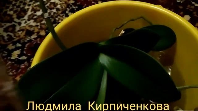 Как подкормить орхидею? Как поливать орхидею? #орхидеи #фелинопсис #цветы #домашниецветы