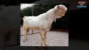 САМЫЕ СТРАШНЫЕ ЖИВОТНЫЕ МИРА