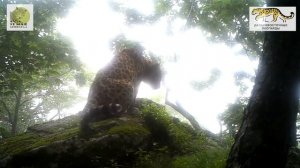 Дальневосточный леопард Тайфун \ Amur leopard Typhoon