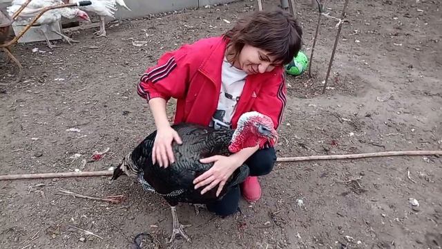 Взвешивание индюка бронза северо-кавказская смотреть онлайн