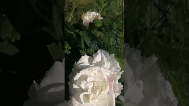 Роза Луиза Багнет (Louise Bugnet). смотреть онлайн