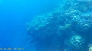 Пляж. Рыбы хирурги. Риф отеля Safir Sharm Waterfalls Resort 5*. Шарм-эль-Шейх. Египет.