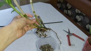 ОРХИДЕЯ  ДенДрофалеНопсис МОЙ СПОСОБ ПОСАДКИ , растет на Ура!!!
