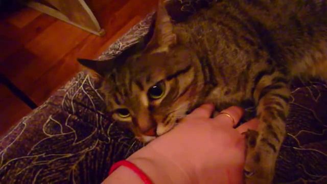 Кот Ричи поцарапал руки... смотреть онлайн